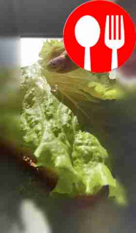 Place lettuce leaves on the other and cover...